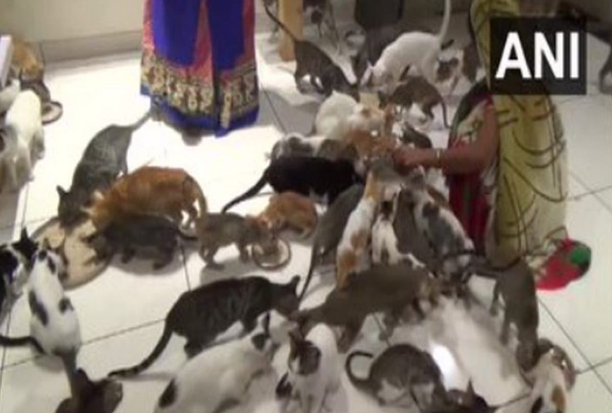 Gujarat man opens Cat Garden and raises over 200 cats