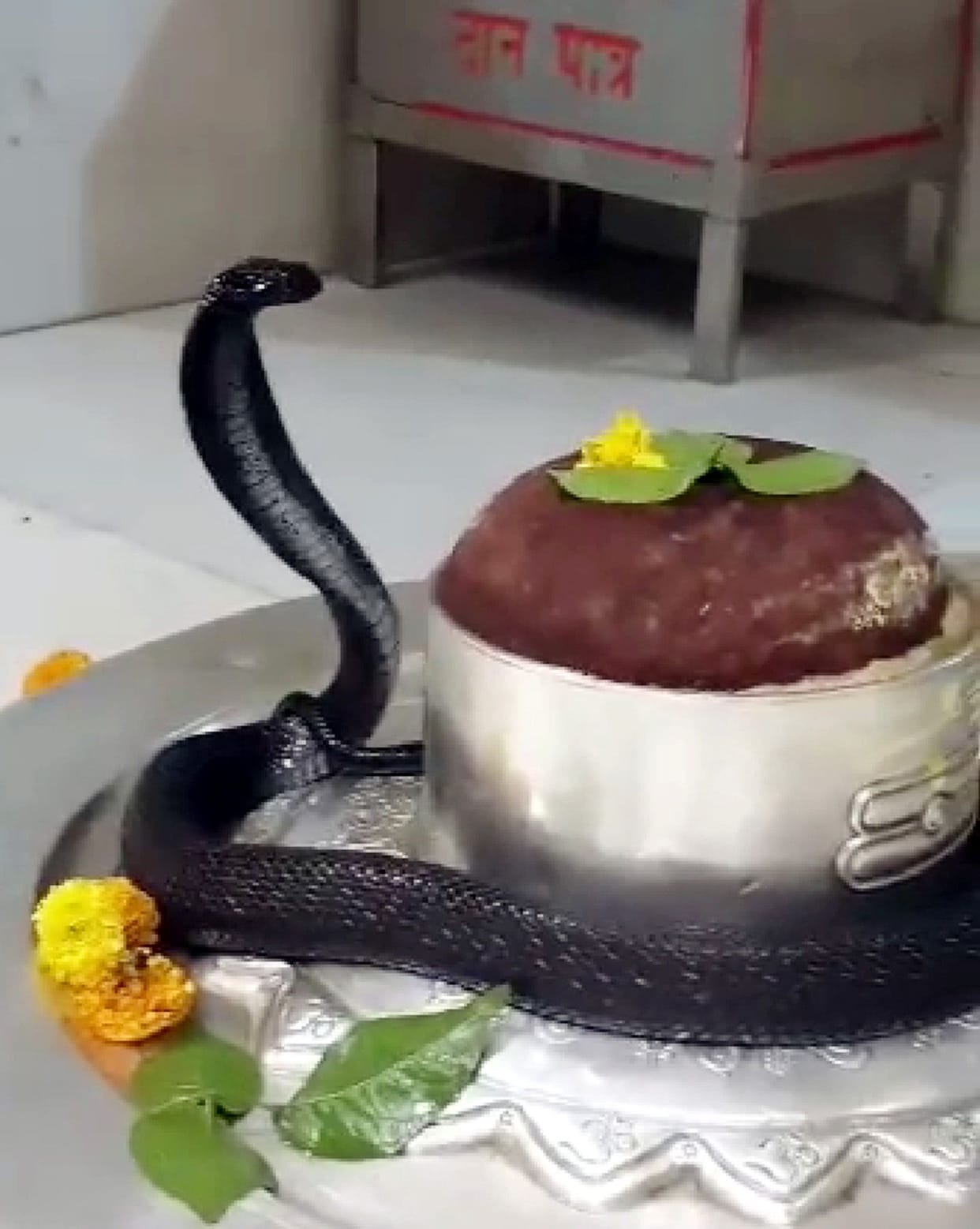 When the snake gods were seen spreading their hood on Shivling