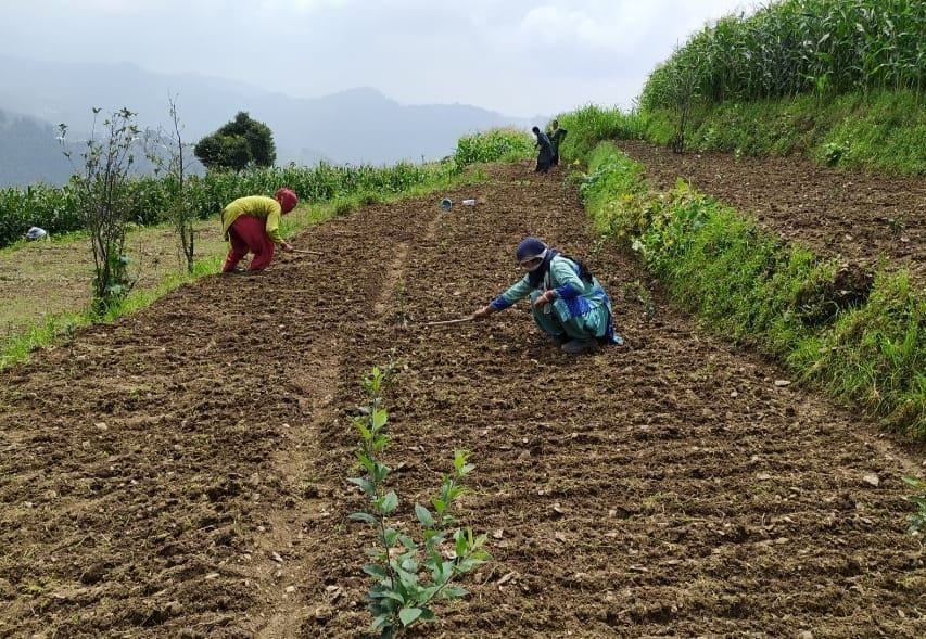 Fields are getting ready for sowing of off-season peas in Nachan, Saraj.