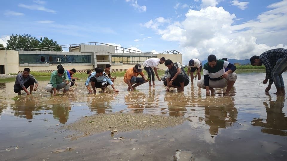 The youth planted paddy in a stadium filled with water
