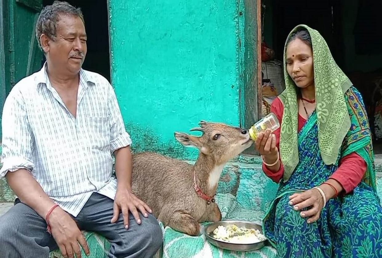 uttarakhand news: unconscious newborn deer found in forest, this couple brought up her like a daughter