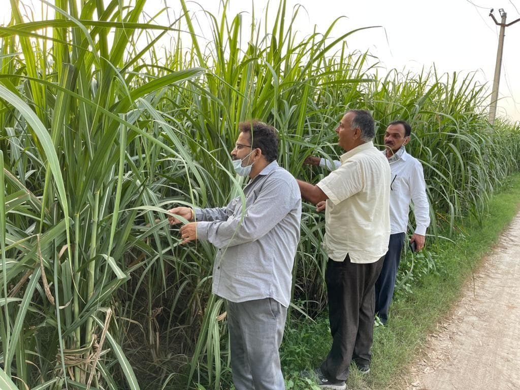 Top barer disease in sugarcane crop in haryana