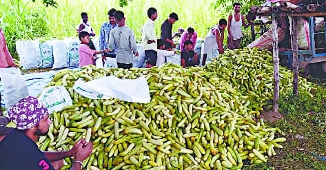 Cucumber being sold for two rupees a kg in Mitouli area