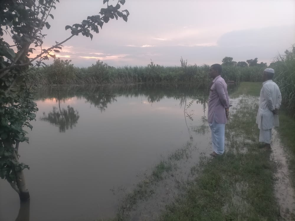 Crops destroyed due to breaking of drain