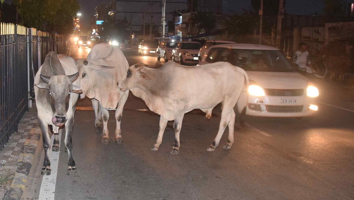 The destitute cows roaming the streets of the city, the municipal commissioner is responsible for telling the neighboring districts
