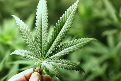 Police arrest 3 students for growing, selling cannabis in Karnataka's Shivamogga