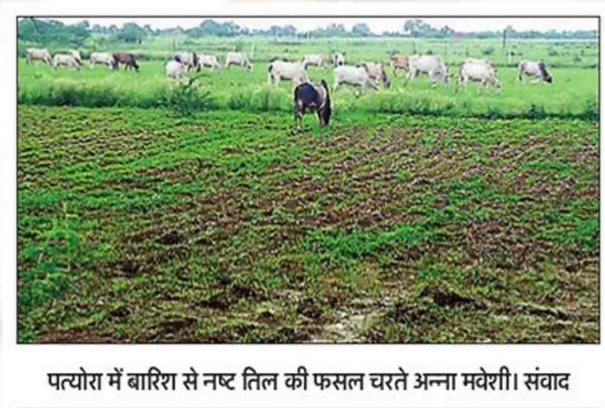 civic,agricalture,hamirpur