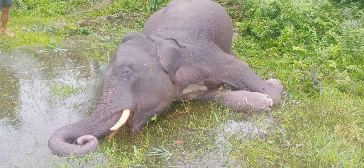 Assam: Two elephants killed by electrocution near Bhutan border in Baksa district
