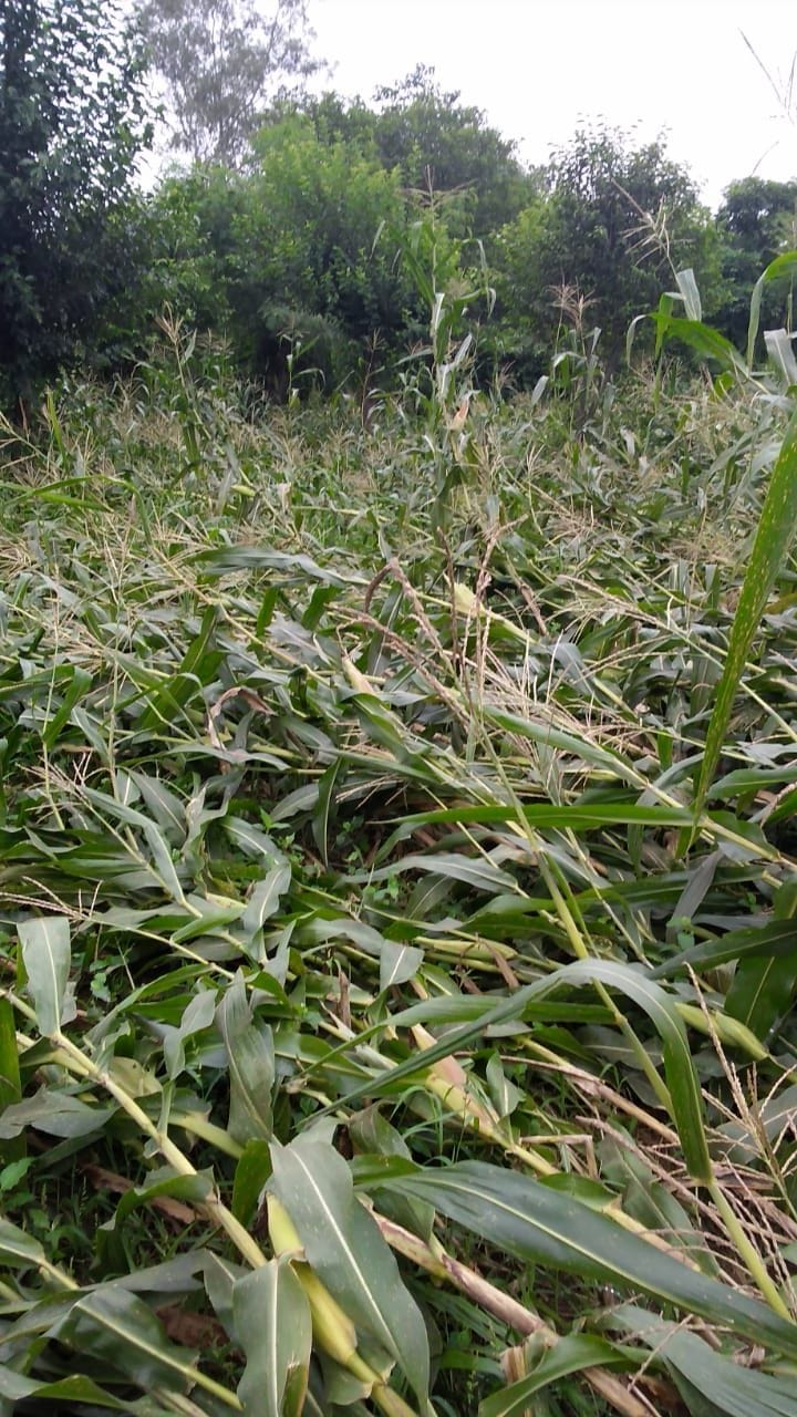 wheat cropes washed with rain