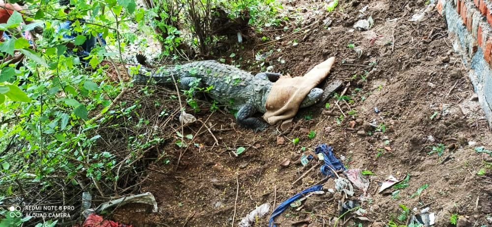 15 feet long crocodile entered the enclosure, there was a stir in the village