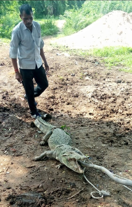 village,former,forest,team,crocodile