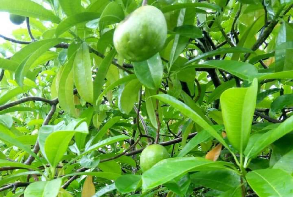 These are the world's most dangerous Plant which can kill you in a minute
