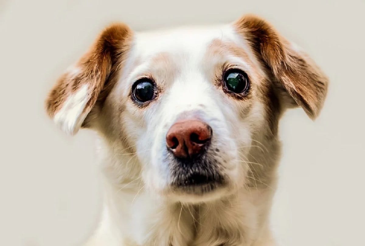 COVID19 confirmed in pet dog in UK