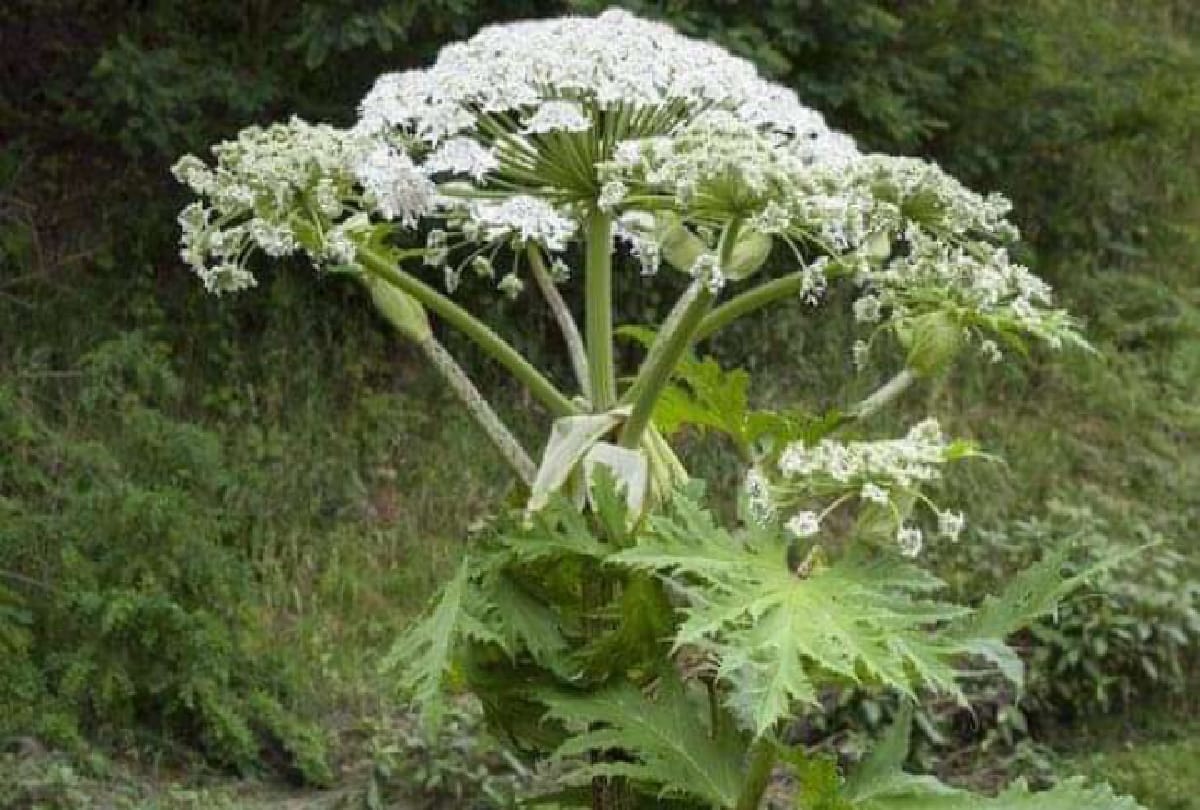 These are the world's most dangerous Plant which can kill you in a minute
