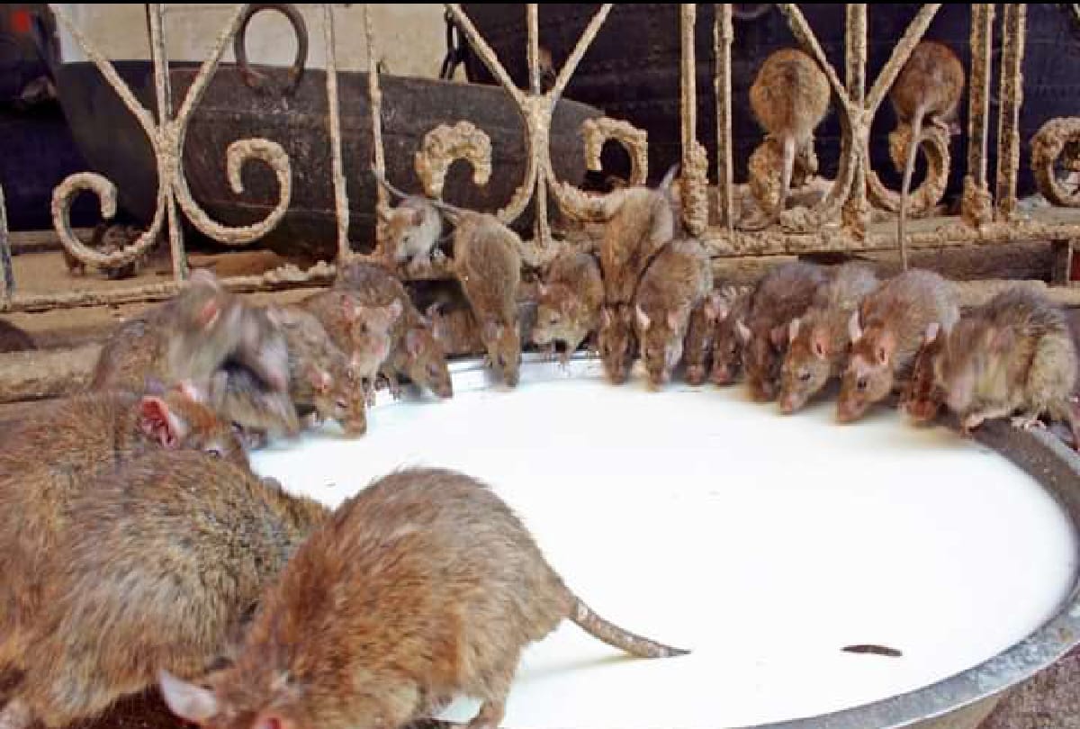 Interesting Story of Karni Mata Mandir in Rajasthan Where more then 25 thousand rats
