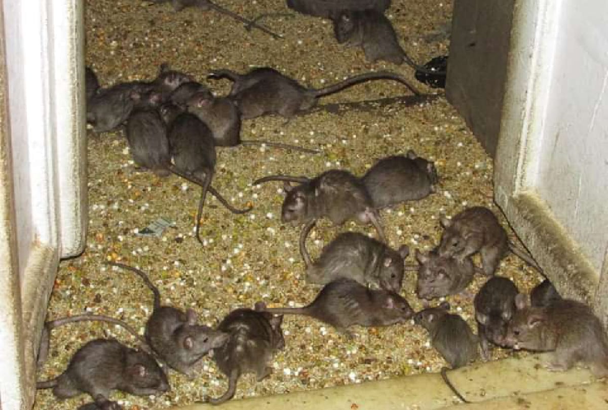 Interesting Story of Karni Mata Mandir in Rajasthan Where more then 25 thousand rats