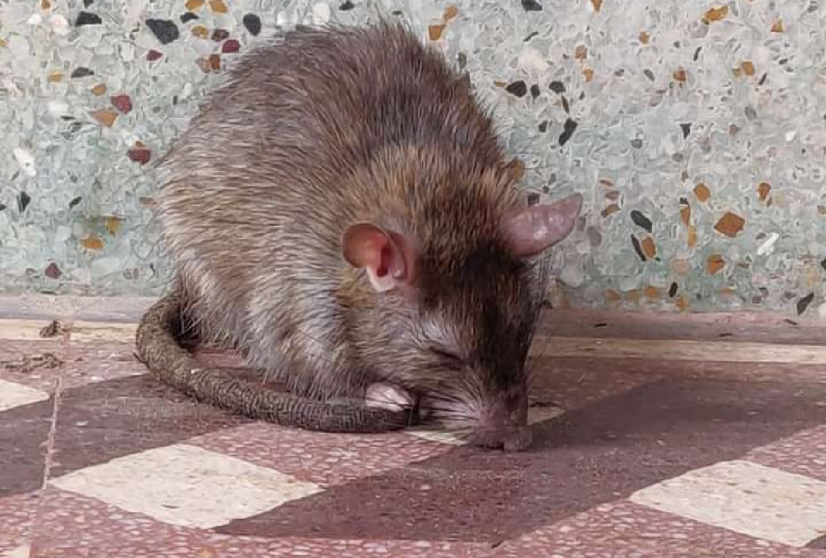 Interesting Story of Karni Mata Mandir in Rajasthan Where more then 25 thousand rats
