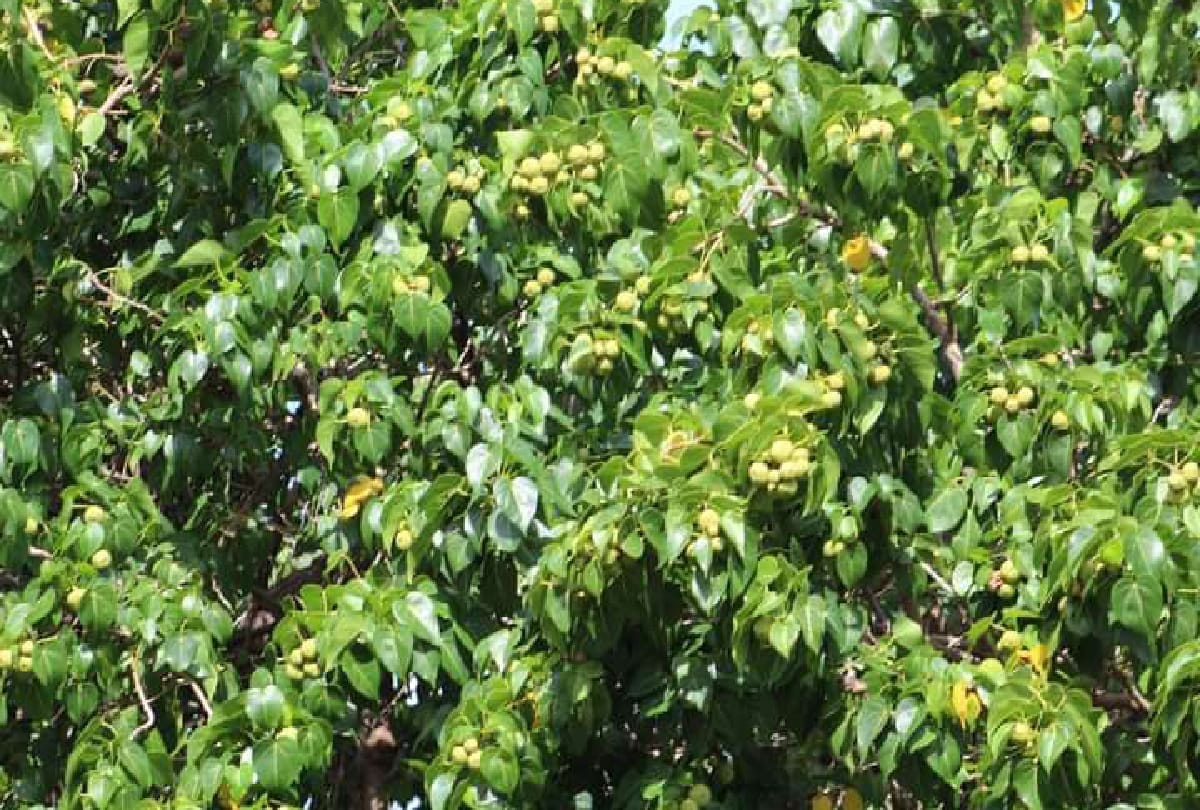 These are the world's most dangerous Plant which can kill you in a minute