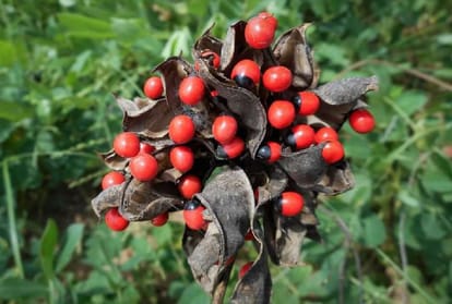 know about the Most Dangerous Plants In The World