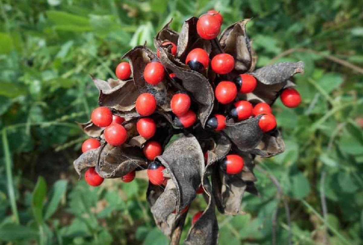 These are the world's most dangerous Plant which can kill you in a minute