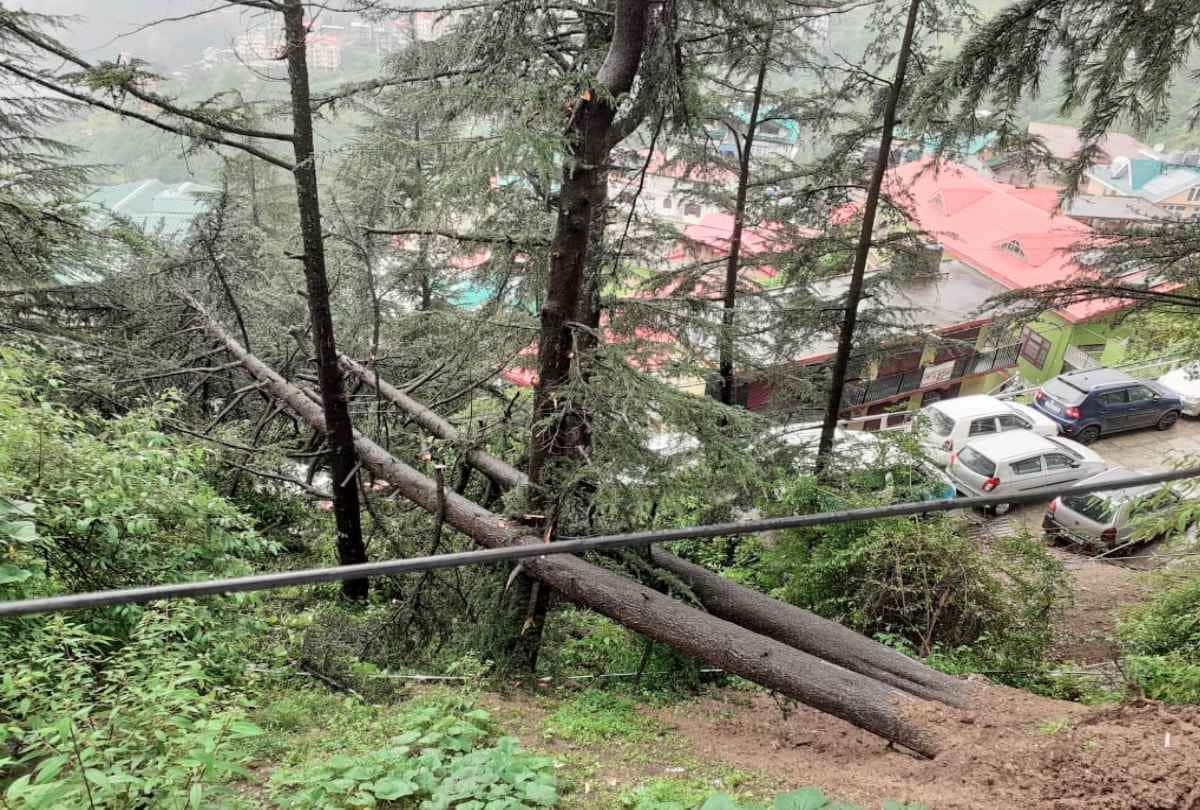 Himachal Rain News: Trees fell in many places due to heavy rainfall, damage to vehicles, power supply stalled