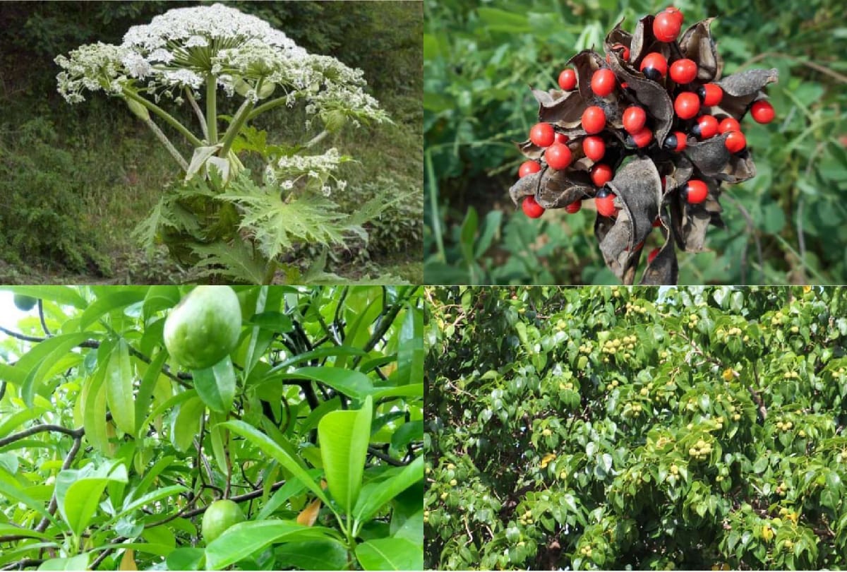 These are the world's most dangerous Plant which can kill you in a minute