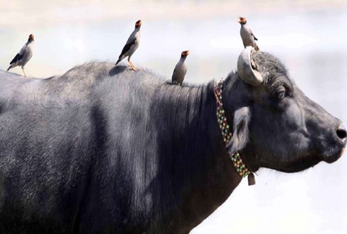 North Delhi Municipal Corporation will play music to catch stray animals