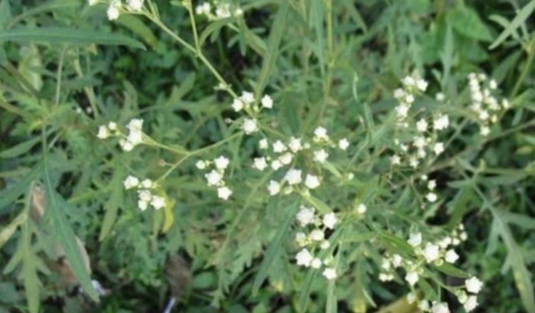 Carrot Grass affects Production