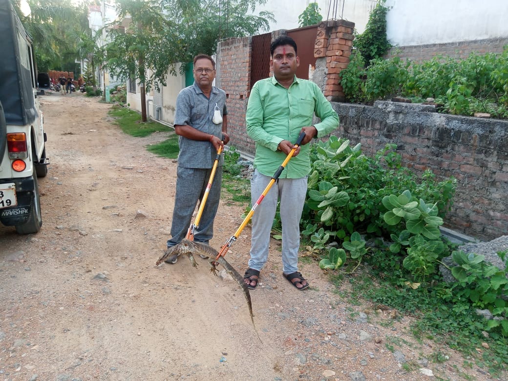Forest workers caught three feet long poison