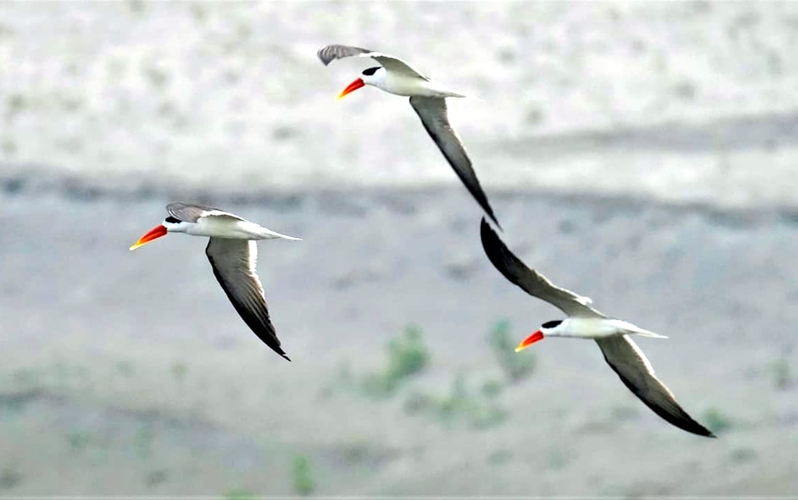Indian schemers spotted at Haiderpur Wetland