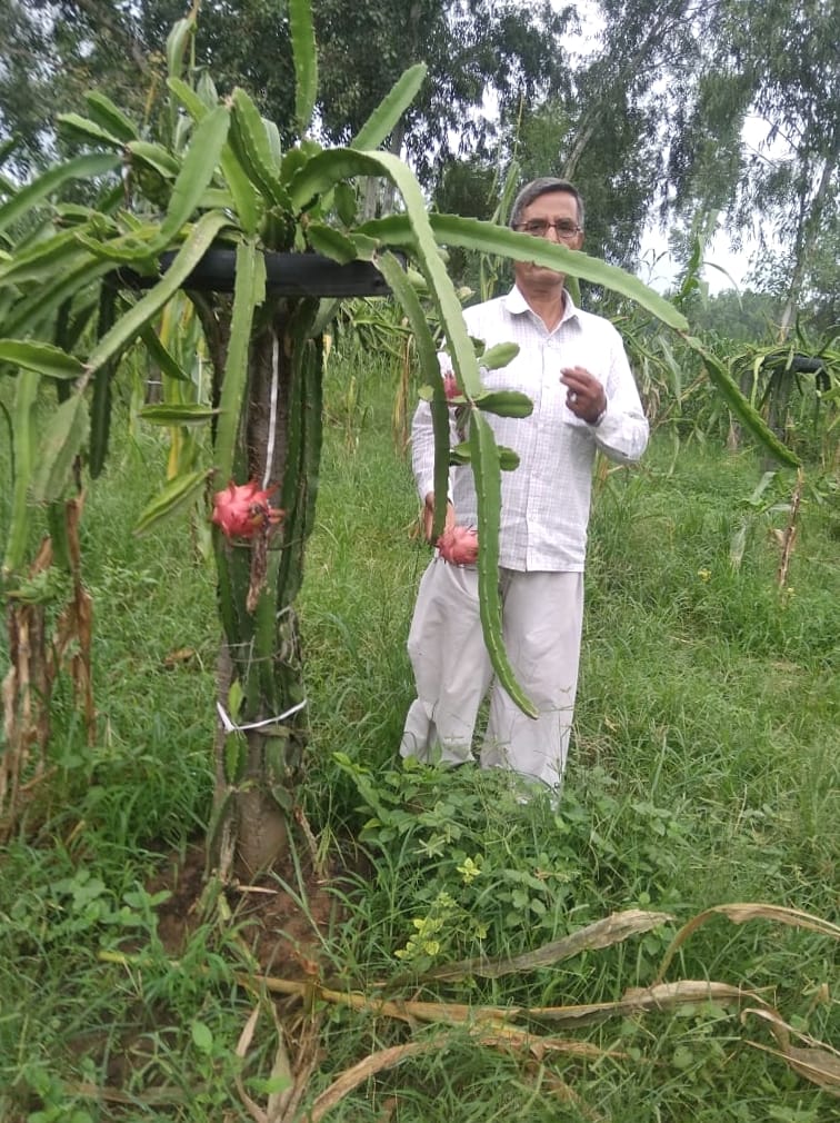 Dragon fruit: Plant once and bear fruit for 25 years