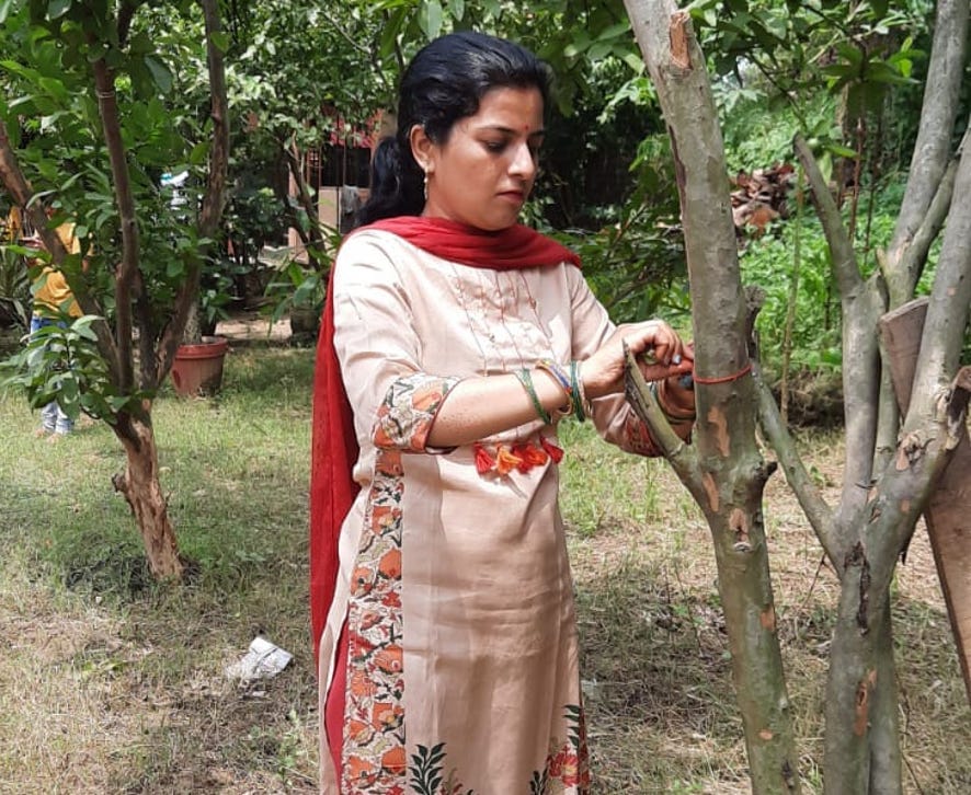 Women started tree bandhan campaign