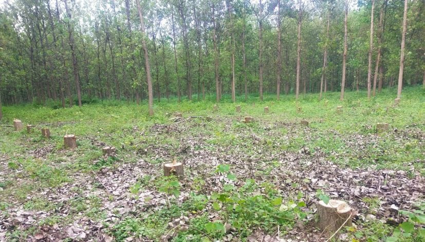 75 Tree Cuted In Shantipuri
