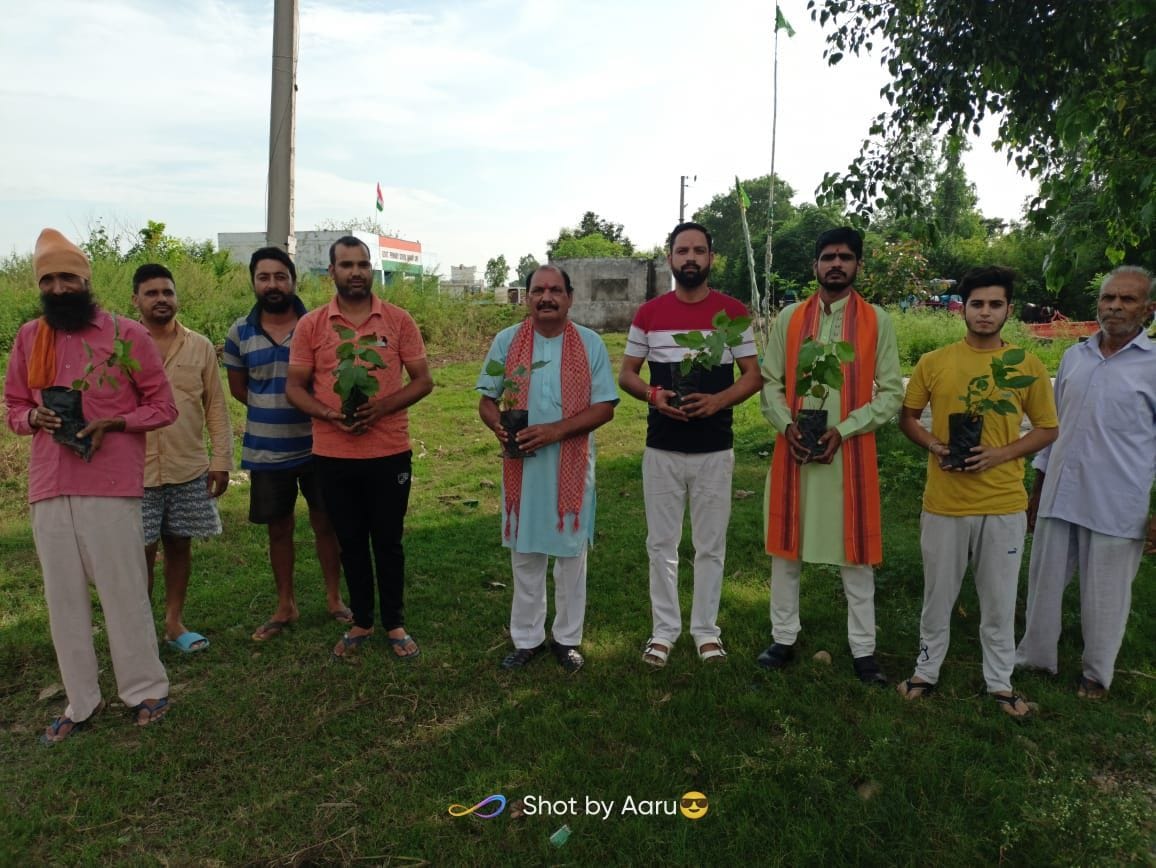 tree plantation