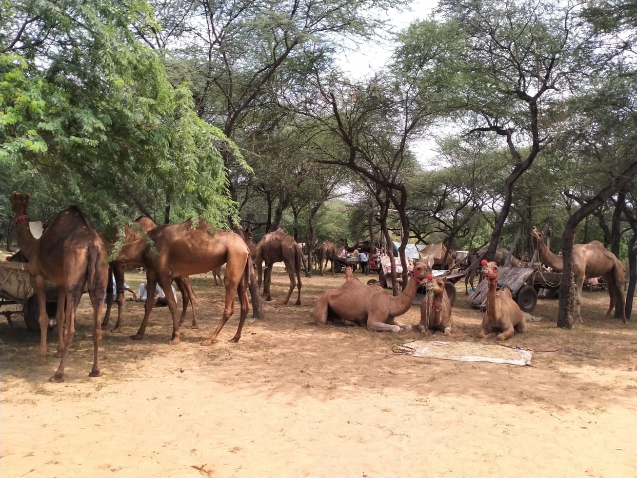 700 camels reached the fair, will end today