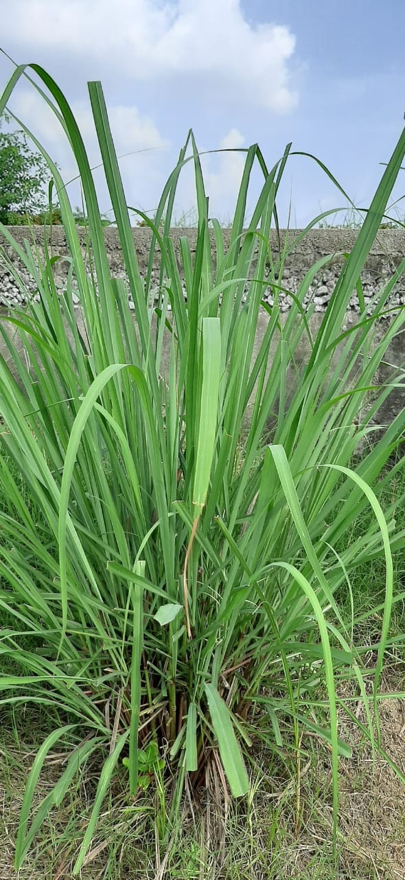 The land of Bundelkhand is getting green with lemon grass