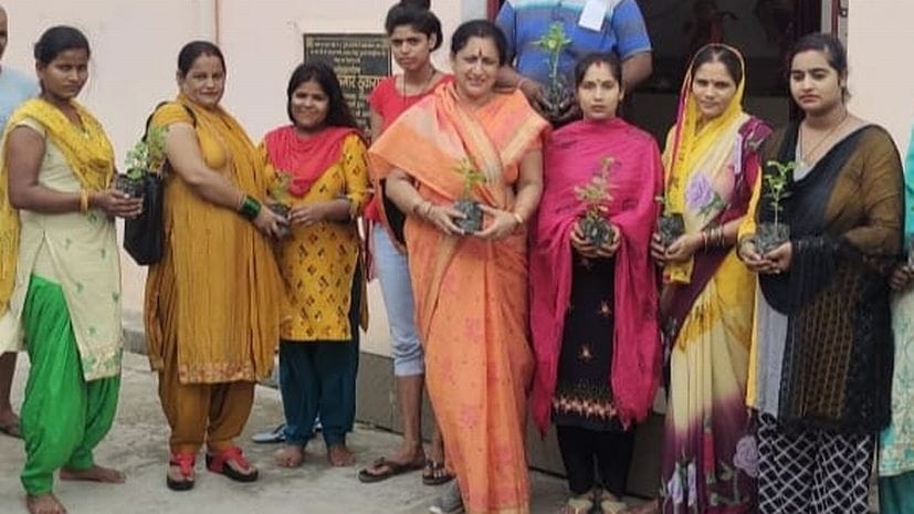 Basil Saplings Distribution