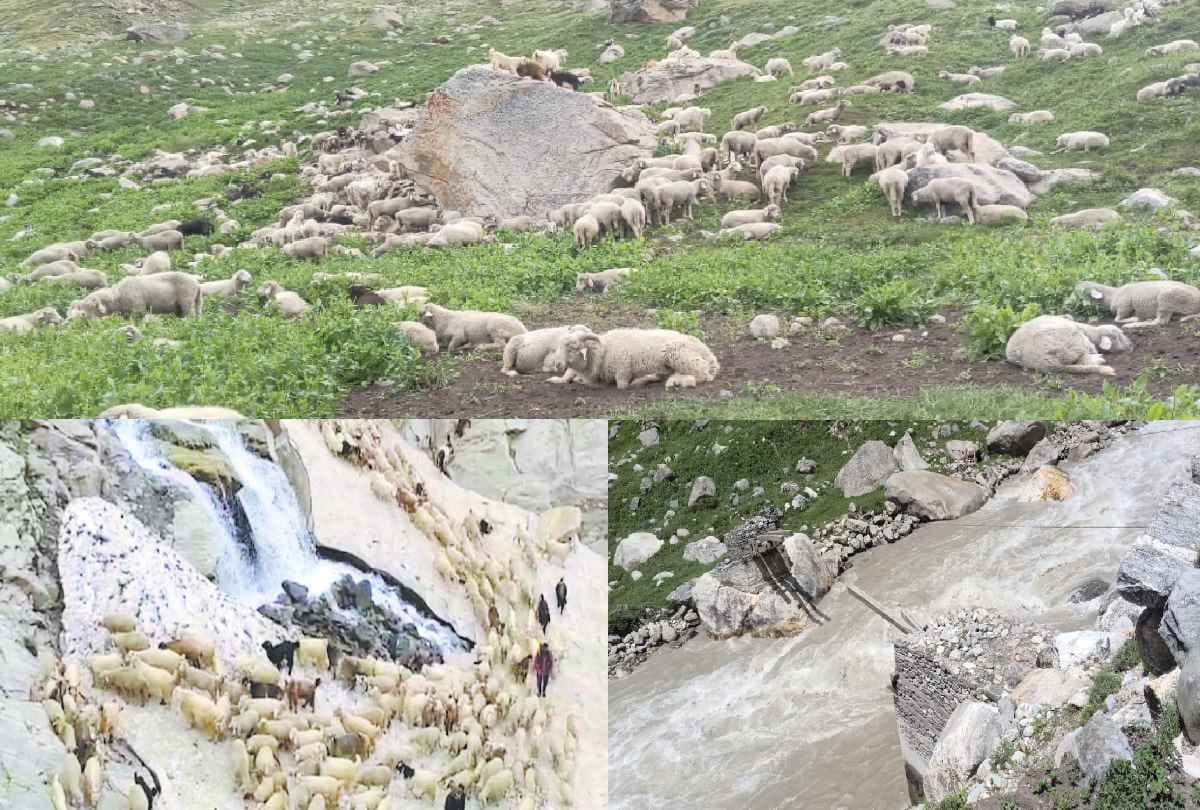 15 thousand sheep and goats stranded in Parvati valley kullu himachal due to avalanche