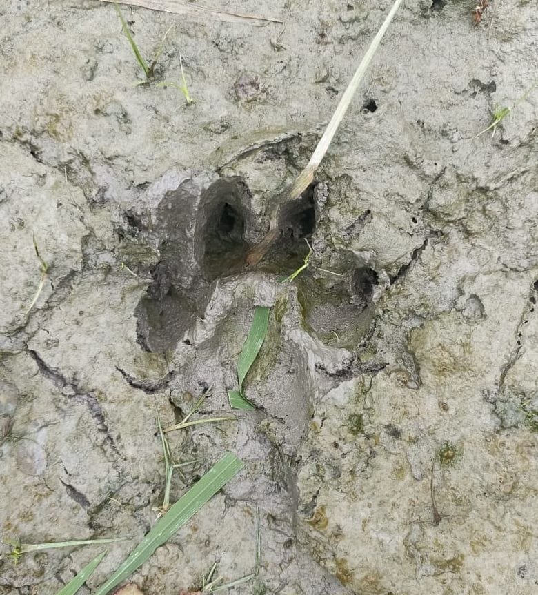 hardoi,wild animal,hardoi news