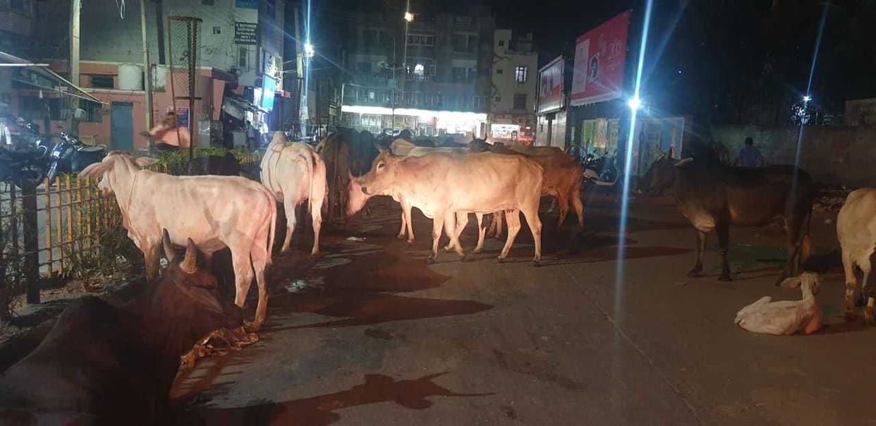 Cause of accidents becoming 3 thousand destitute animals in the city, DC formed committee, instructed to run campaign to catch