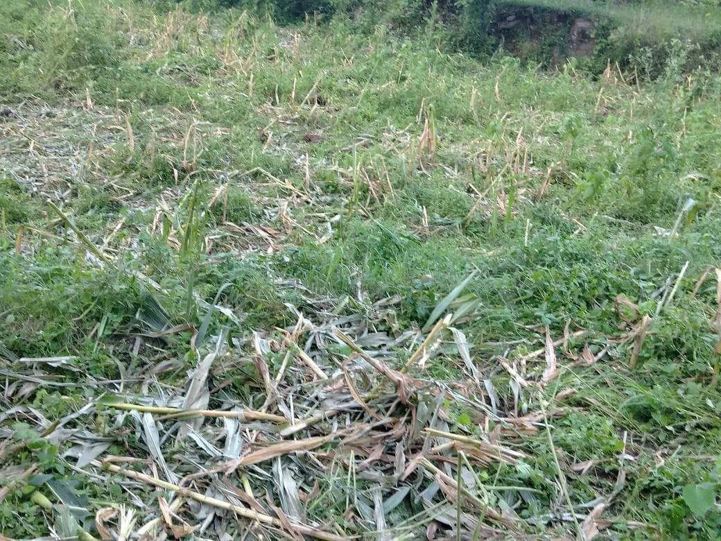 Elephants damaging the crop in Haldogi village
