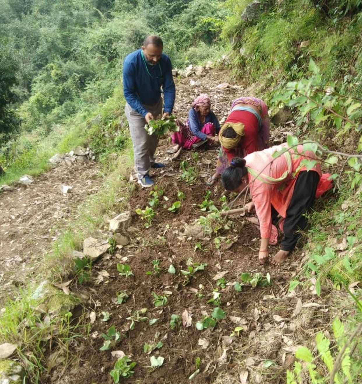 Haprek distributed saplings in Mardara and Bidalsu