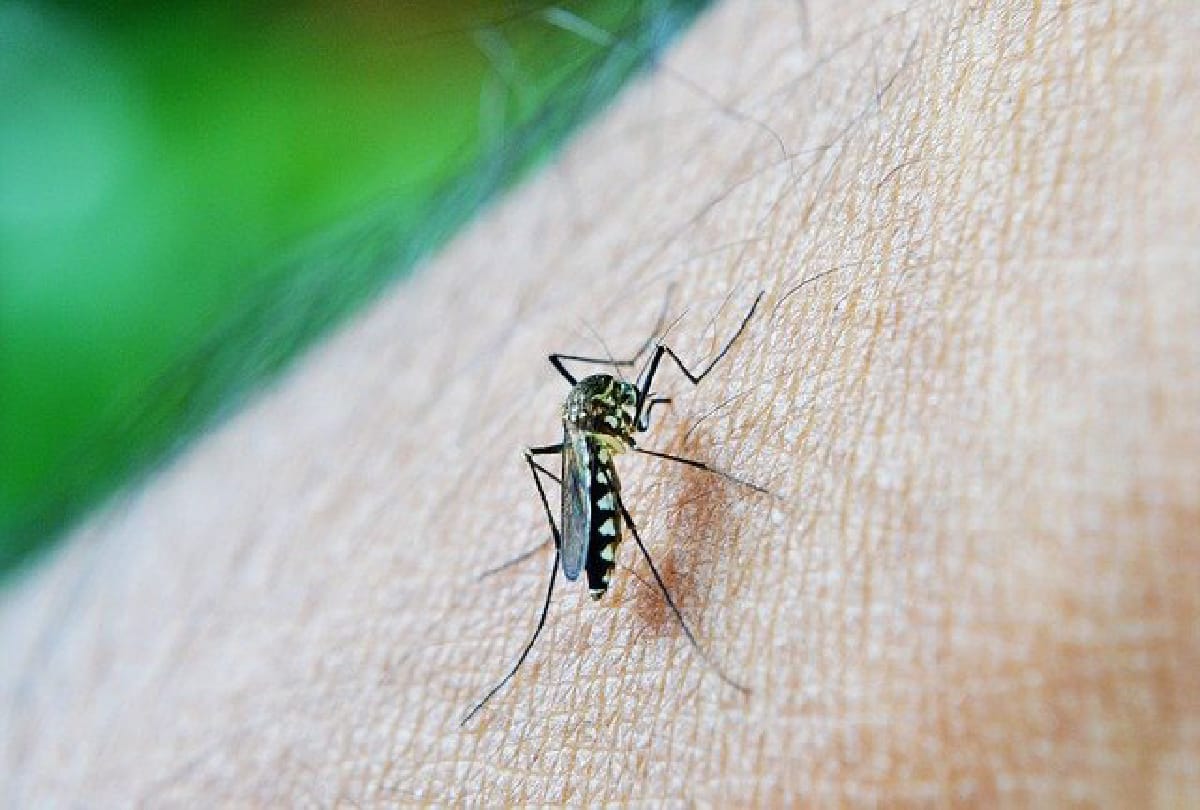 Why Mosquitos bite certain people much know reason behind this