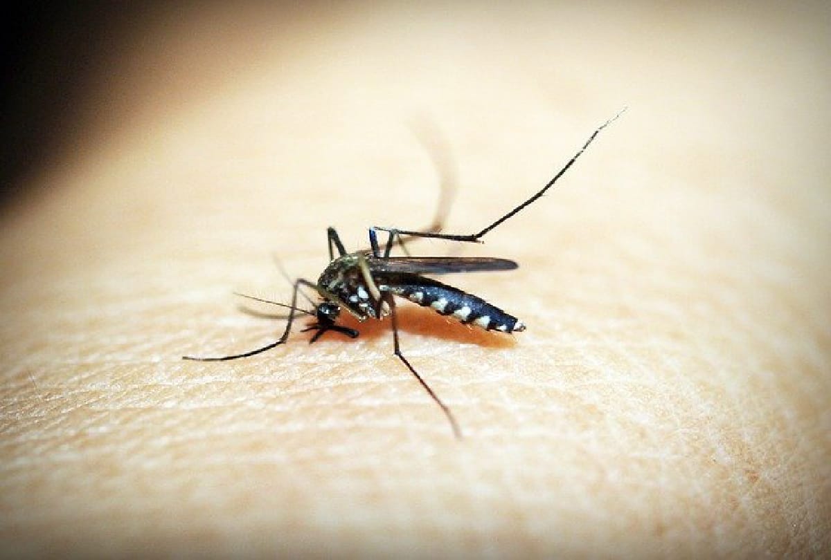 Why Mosquitos bite certain people much know reason behind this