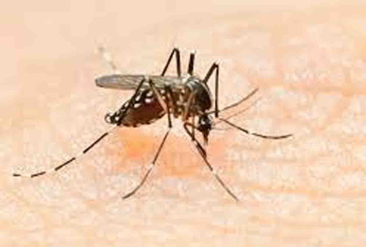 Scientists have prepared dengue medicine