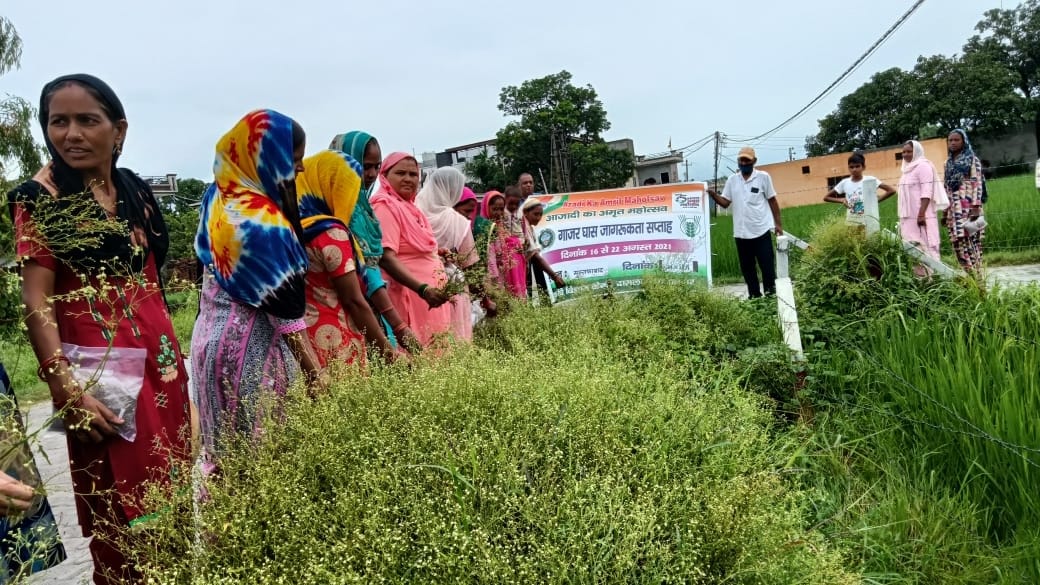 Tell the farmers about the disadvantages of carrot grass, Yamunanagar
