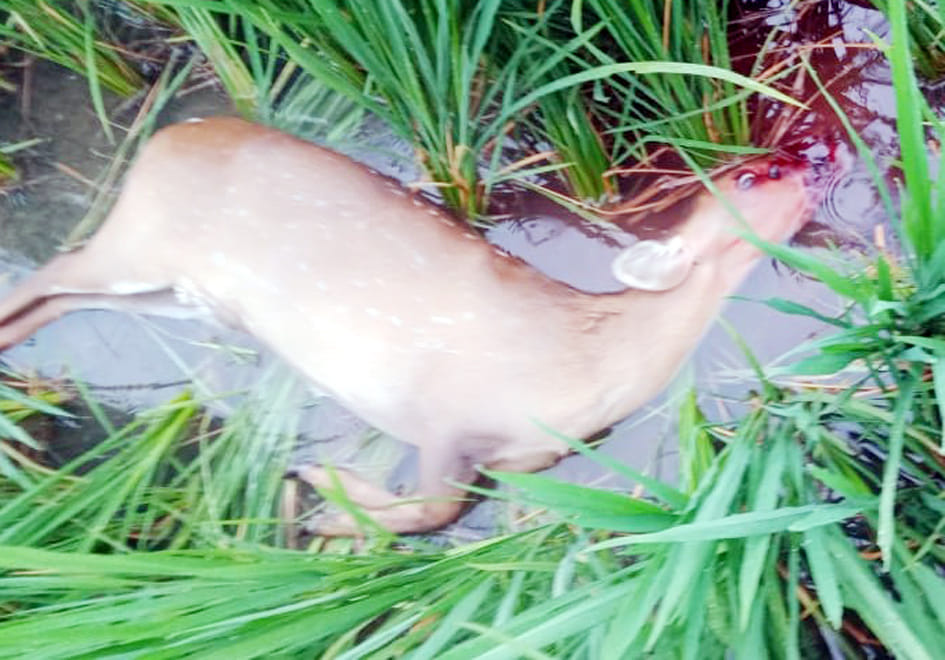 wild animal