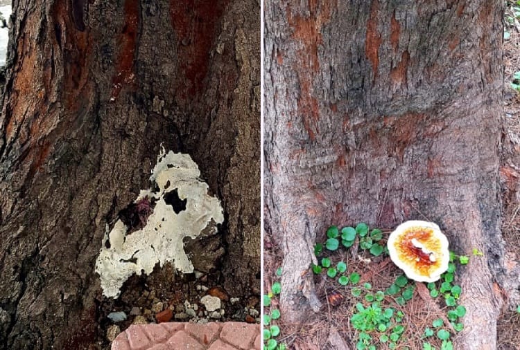 Threat to Greenery in Chandigarh How to Save From Fungus Attack on Roots of Trees