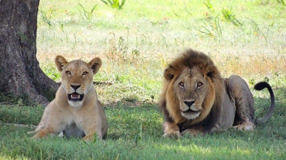 lion safari