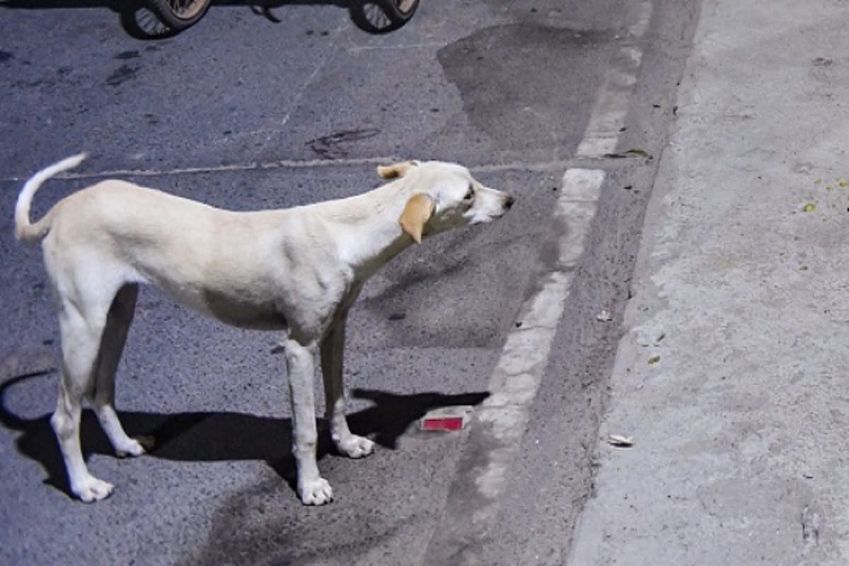 Meerut News: dog beaten and video viral